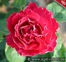 Baron Girod de l'Ain