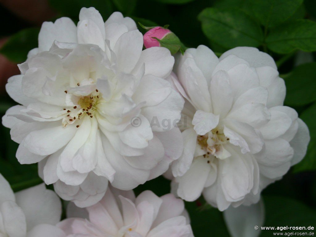 Rose ‘Blush Noisette‘ (2-Liter Biotopf)