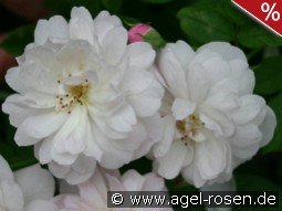 Blush Noisette