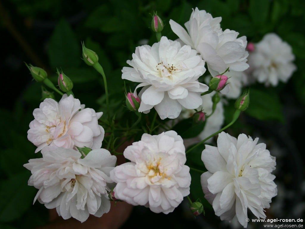 Blush Noisette kaufen Remontantrose AGEL ROSEN