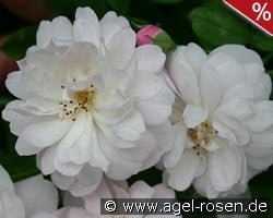 Blush Noisette kaufen, clicken für mehr Details Blush Noisette