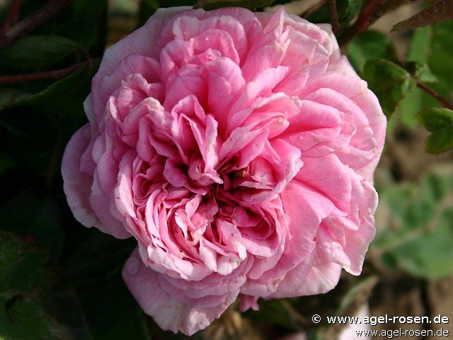 Rose ‘Enfant de France‘ (2-Liter Biotopf)