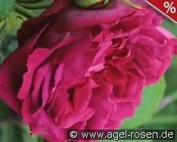 Gloire de Ducher kaufen, clicken für mehr Details Gloire de Ducher