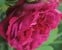 Gloire de Ducher