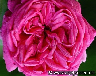 Mme. Scipion Cochet
