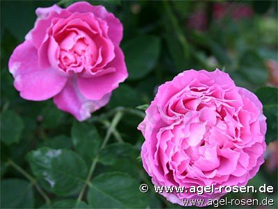 Rose ‘Mrs. John Laing‘ (wurzelnackte Rose)