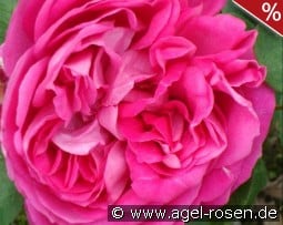 Paul Neyron kaufen, clicken für mehr Details Paul Neyron