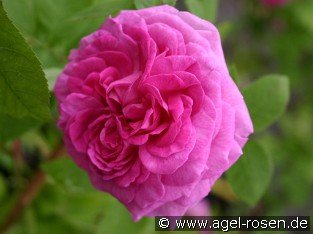 Reine des Violettes