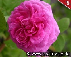 Reine des Violettes kaufen, clicken für mehr Details Reine des Violettes