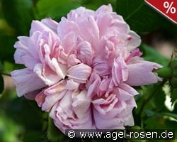 Sidonie kaufen, clicken für mehr Details Sidonie