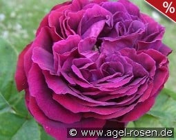 Souvenir d'Alphonse Lavallée kaufen, clicken für mehr Details Souvenir d'Alphonse Lavallée