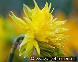 Rip van Winkle kaufen, clicken für mehr Details Rip van Winkle