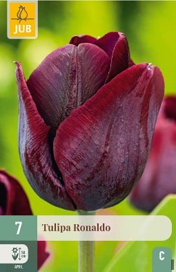 Ronaldo kaufen, click for more details Ronaldo