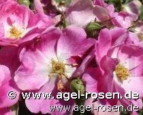 Rose ‘Amy Robsart‘ (wurzelnackte Rose)