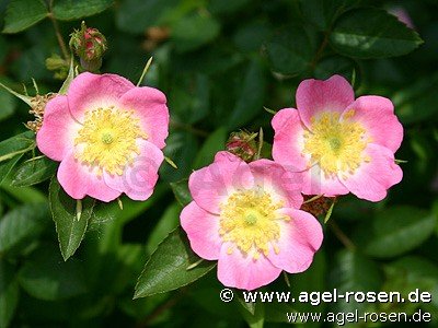 Rose ‘Rosa rubiginosa (Apfelrose)‘ (6,5-Liter Topf)