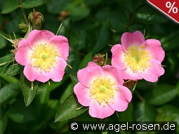 Rosa rubiginosa (Apfelrose)