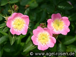 Rosa rubiginosa (Apfelrose)