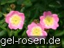 Buy Rosa rubiginosa (Apfelrose)