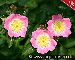 Rosa rubiginosa (Apfelrose)