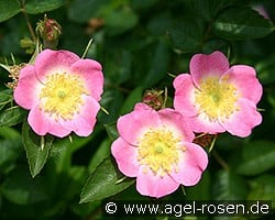 Rosa rubiginosa (Apfelrose) kaufen, clicken für mehr Details Rosa rubiginosa (Apfelrose)
