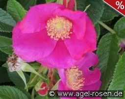 Angelia Eglantine