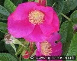 Angelia Eglantine kaufen, clicken für mehr Details Angelia Eglantine