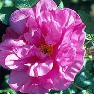Belle Poitevine