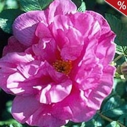 Belle Poitevine kaufen, clicken für mehr Details Belle Poitevine