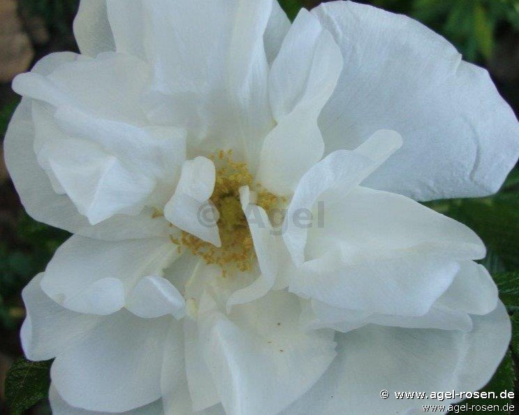 Rose ‘Blanc Double de Coubert ‘ (2-Liter Biotopf)