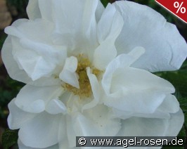 Blanc Double de Coubert