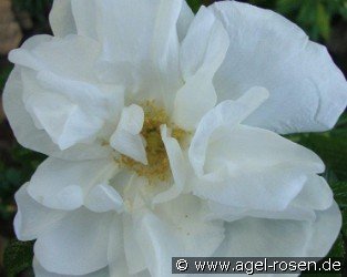 Blanc Double de Coubert 
