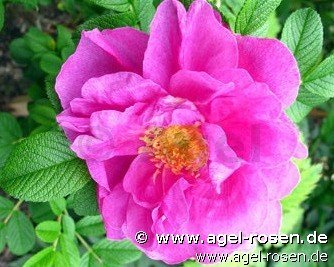 Rose ‘Charles Albanel‘ (wurzelnackte Rose)