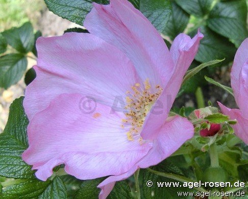 Rose ‘Dagmar Hastrup‘ (wurzelnackte Rose)