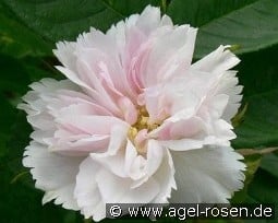 Fimbriata kaufen, clicken für mehr Details Fimbriata