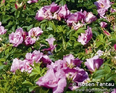 Rose ‘Foxi Pavement - Rosa rugosa Foxi‘ (2-Liter Biotopf)