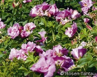 Foxi Pavement - Rosa rugosa Foxi