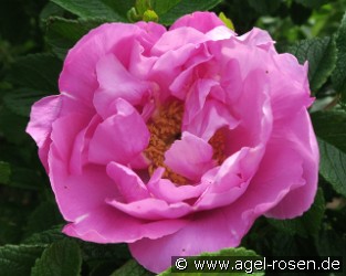 Foxi Pavement - Rosa rugosa Foxi