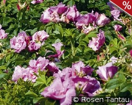 Foxi Pavement - Rosa rugosa Foxi