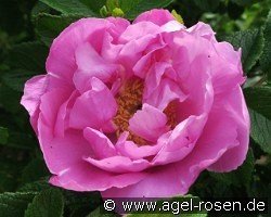 Foxi Pavement - Rosa rugosa Foxi