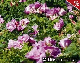 Foxi Pavement - Rosa rugosa Foxi kaufen, clicken für mehr Details Foxi Pavement - Rosa rugosa Foxi