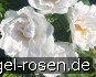 Frozen Roadrunner kaufen