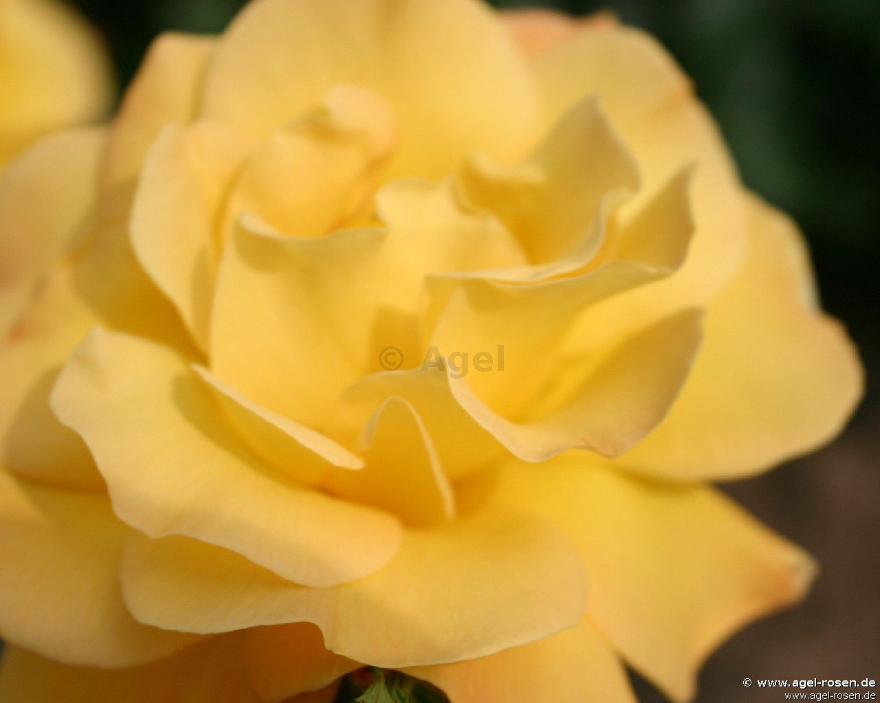 Rose ‘Gelbe Dagmar Hastrup‘ (wurzelnackte Rose)
