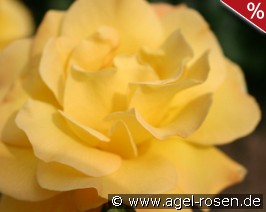 Gelbe Dagmar Hastrup