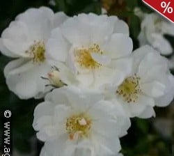 Lac Majeau kaufen, clicken für mehr Details Lac Majeau