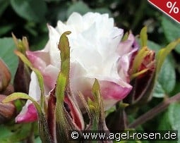 Louise Bugnet syn. Louis Bugnet kaufen, clicken für mehr Details Louise Bugnet syn. Louis Bugnet