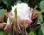 Louise Bugnet syn. Louis Bugnet