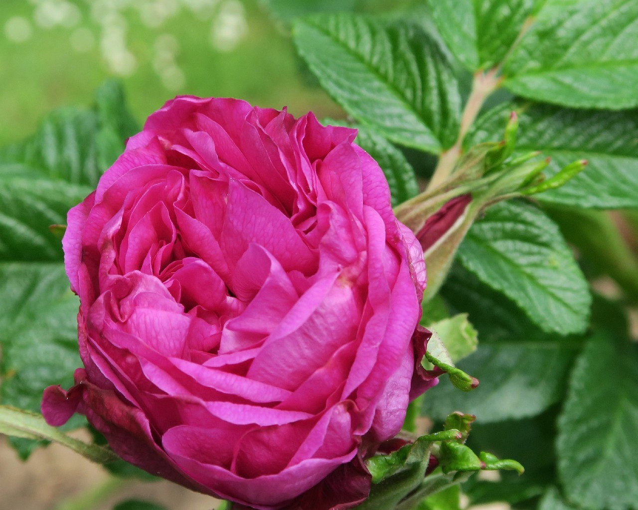 Moje Hammarberg, click for more details Moje Hammarberg (Rosa rugosa)