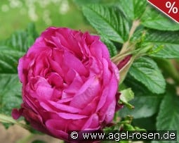 Moje Hammarberg kaufen, clicken für mehr Details Moje Hammarberg