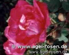 Rose ‘Parfum de l‘Hay ‘ (wurzelnackte Rose)