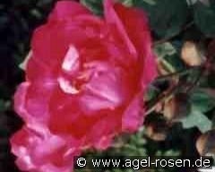 Parfum de l'Hay  kaufen, click for more details Parfum de l'Hay